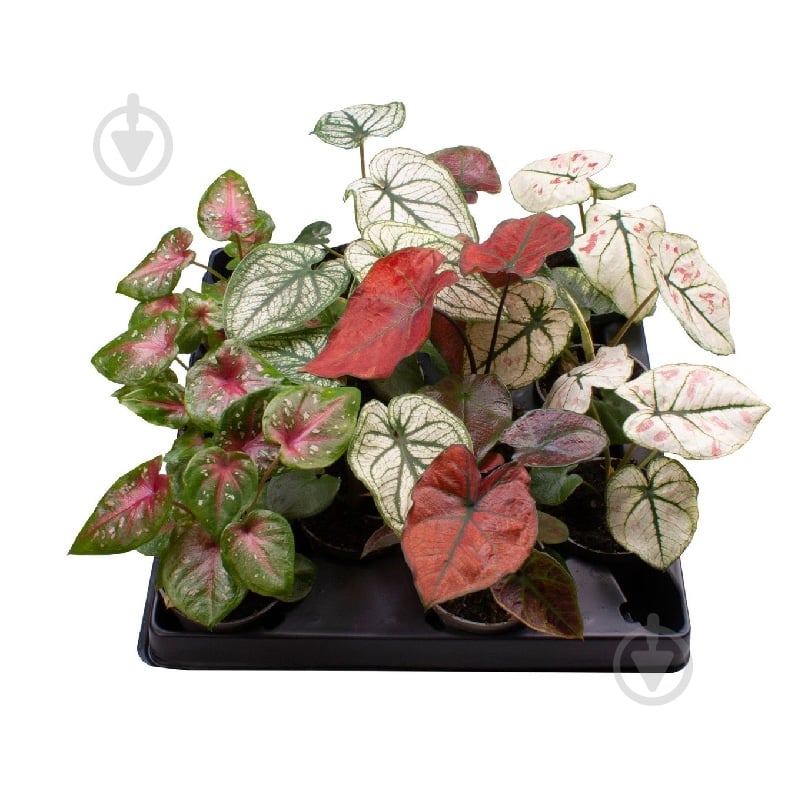 Растение Каладиум 06х12 микс - фото 1 Растение Каладиум 06х12 микс - фото 1