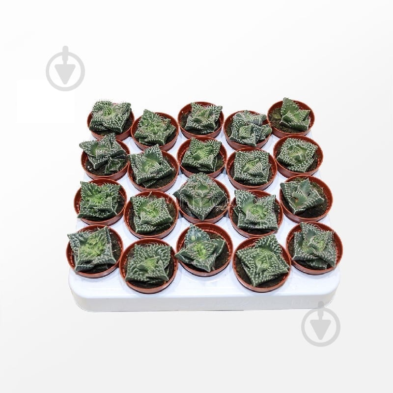 Рослина Сукулент 06х08 Faucaria Monstruoza - фото 1