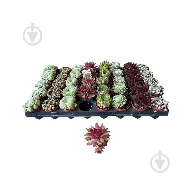 Растение Семпервивум 06х8 микс - фото 1