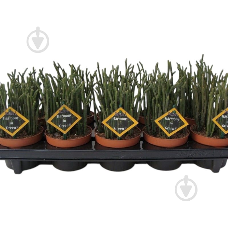 Растение Крассула 10х12 Harmony In Green - фото 1