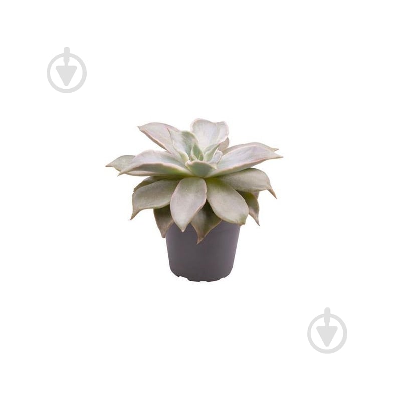 Рослина Ехеверія 06х08 Madiba - фото 1