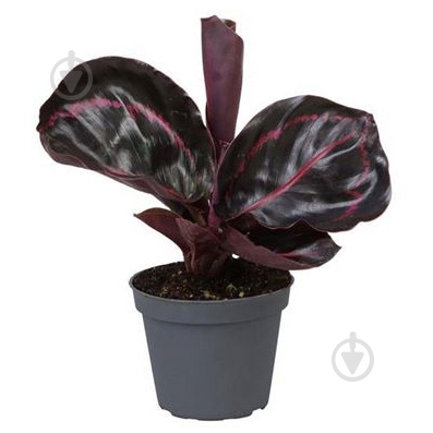 Растение Калатея 06х15 Dottie - фото 1 Растение Калатея 06х15 Dottie - фото 1