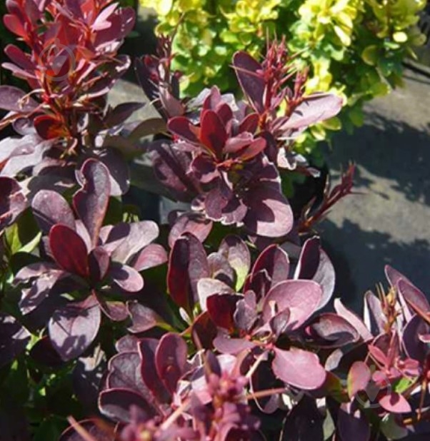 Саджанець Сад Вашої Мрії Барбарис Tунберга Red Rocket Н40-60 - фото 2 Саджанець Сад Вашої Мрії Барбарис Tунберга Red Rocket Н40-60 - фото 2