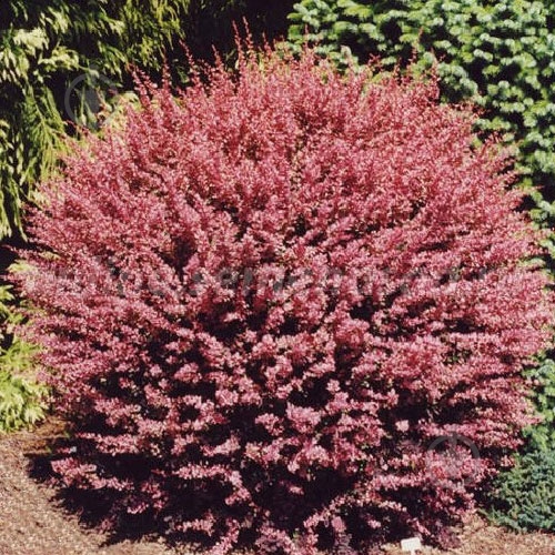 Саженец Сад Вашей Мечты Барбарис Тунберга Pink Queеn Н15-20 - фото 1 Саженец Сад Вашей Мечты Барбарис Тунберга Pink Queеn Н15-20 - фото 1