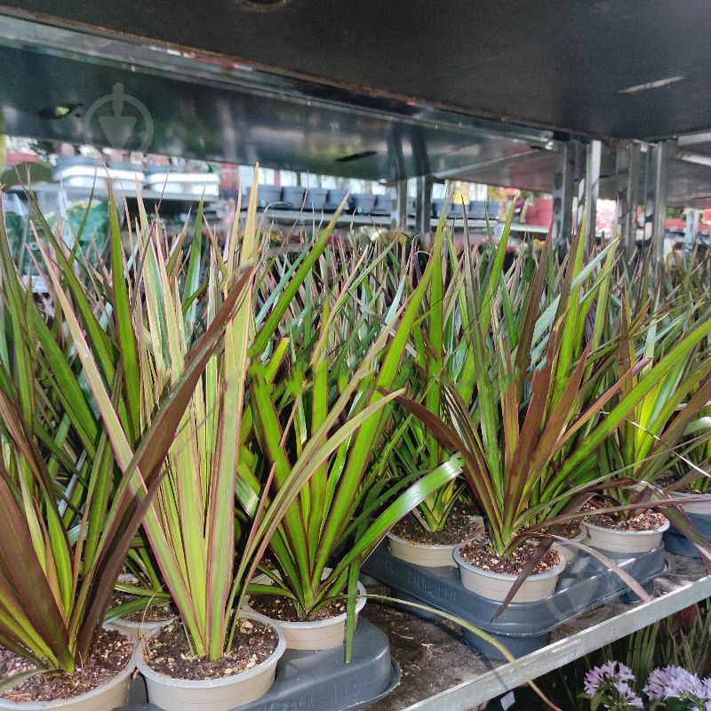 Растение Драцена 09х30 Marginata микс без ствола - фото 1