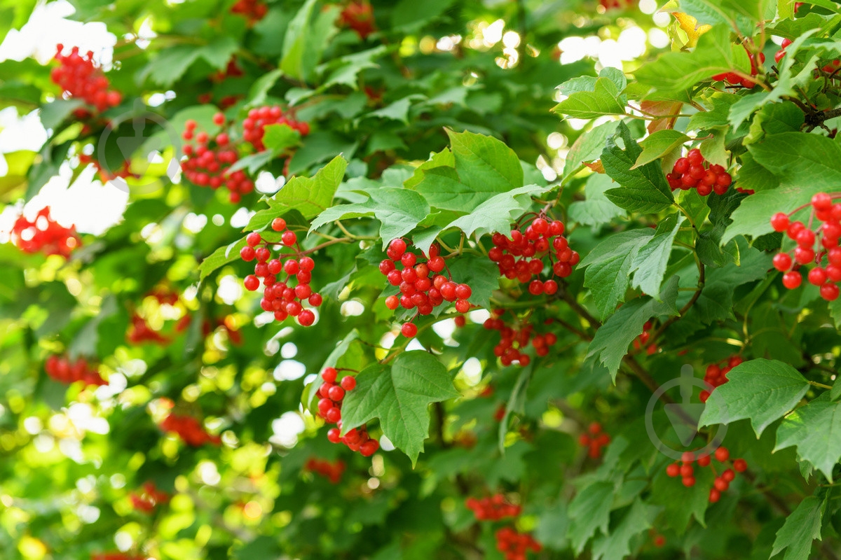Саджанець Сад Вашої Мрії Калина звичайна - фото 1 Саджанець Сад Вашої Мрії Калина звичайна - фото 1