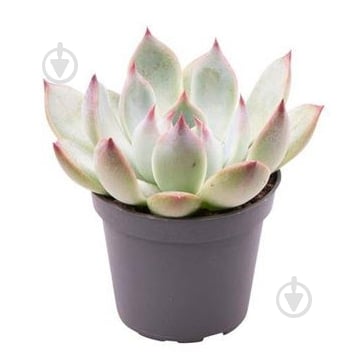 Рослина Ехеверія 06х08 Parva - фото 1