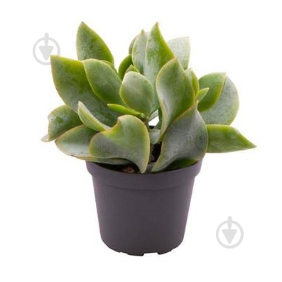 Растение Крассула 06х08 Arborescens Curly - фото 1