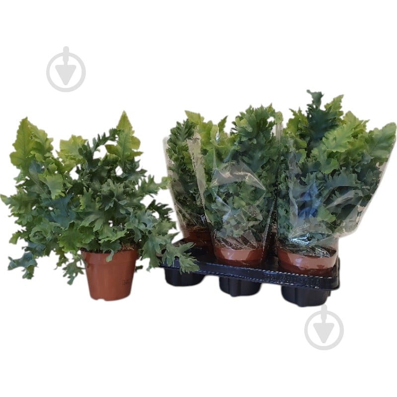 Растение Флебодиум 12х35 Davana - фото 1 Растение Флебодиум 12х35 Davana - фото 1