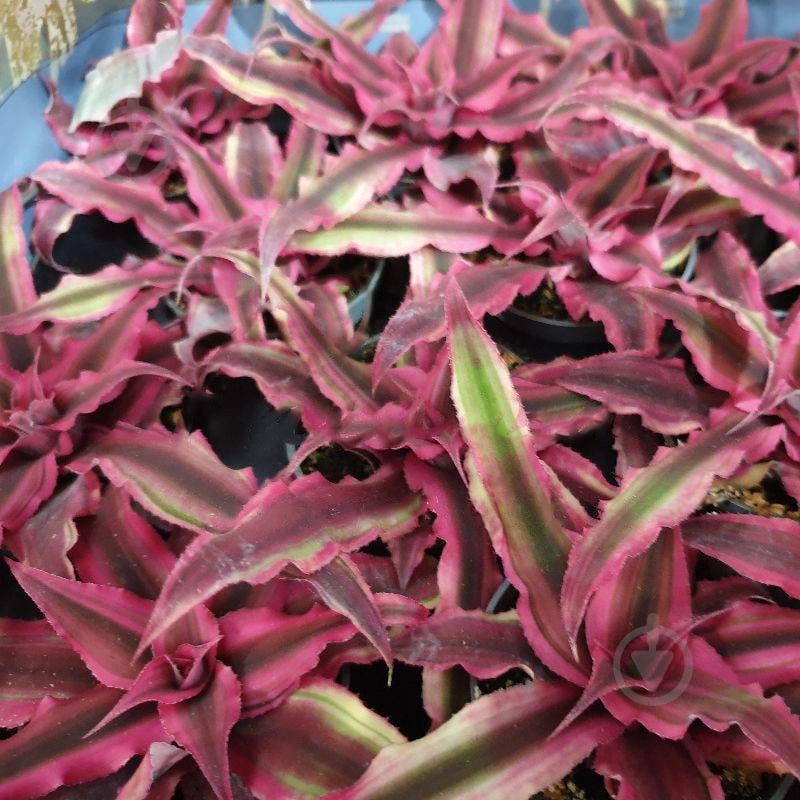Растение Криптантус 6х10 Super Pink - фото 1