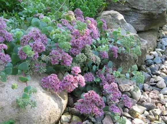 Растение Сад Вашей Мечты Очиток Эверса - фото 1 Растение Сад Вашей Мечты Очиток Эверса - фото 1