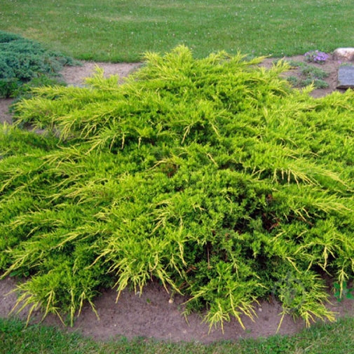 Растение Сад Вашей Мечты - фото 1 Растение Сад Вашей Мечты - фото 1