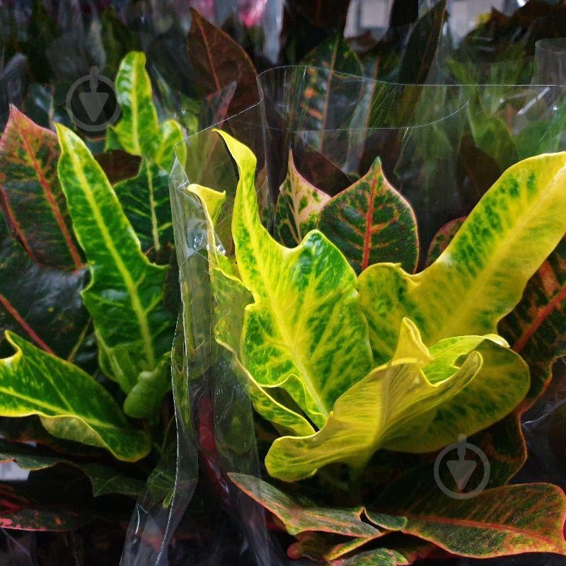 Растение Кротон 12х40 Excellent - фото 1 Растение Кротон 12х40 Excellent - фото 1