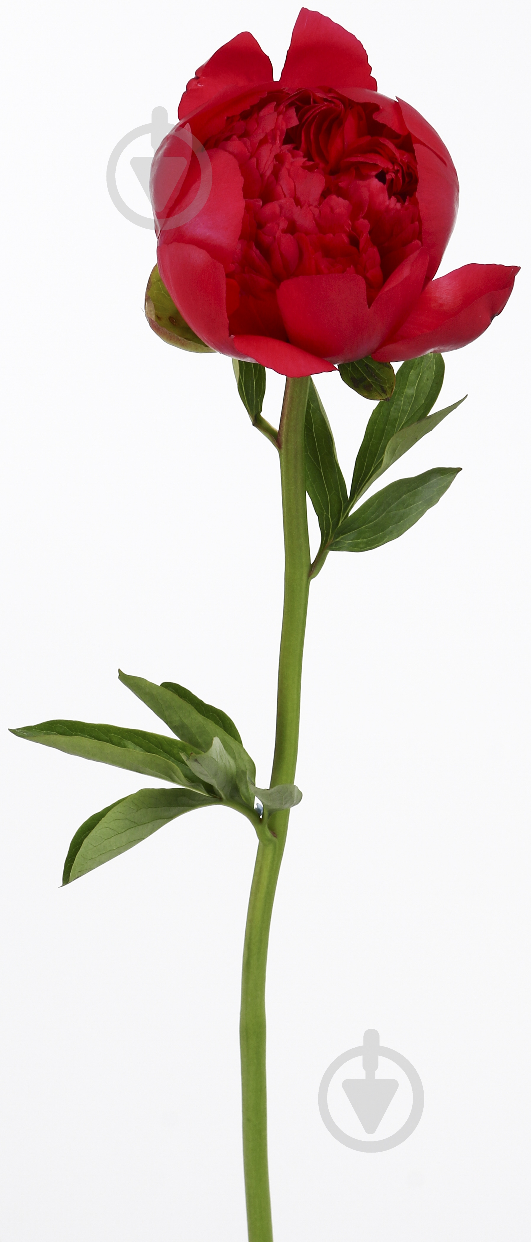 Пион Performance красный (Нидерланды) - фото 5