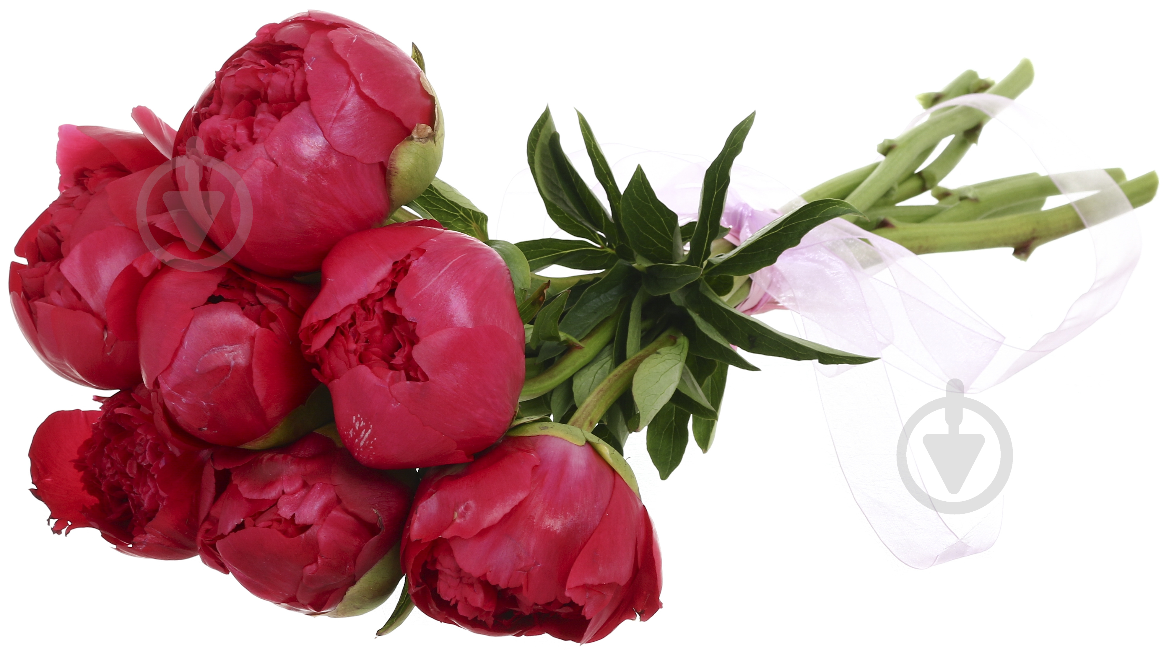 Пион Performance красный (Нидерланды) - фото 4