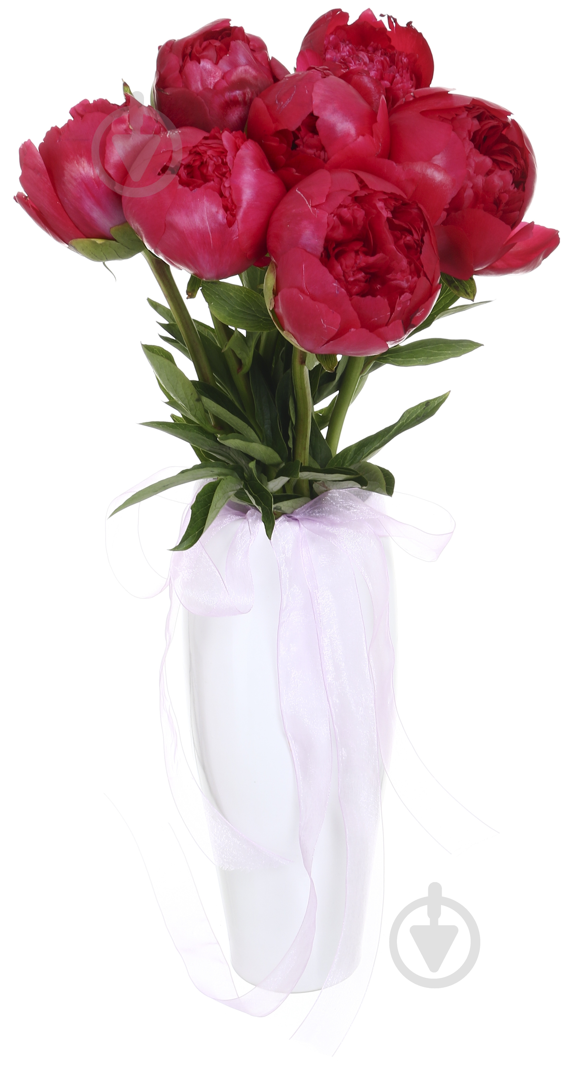 Пион Performance красный (Нидерланды) - фото 3