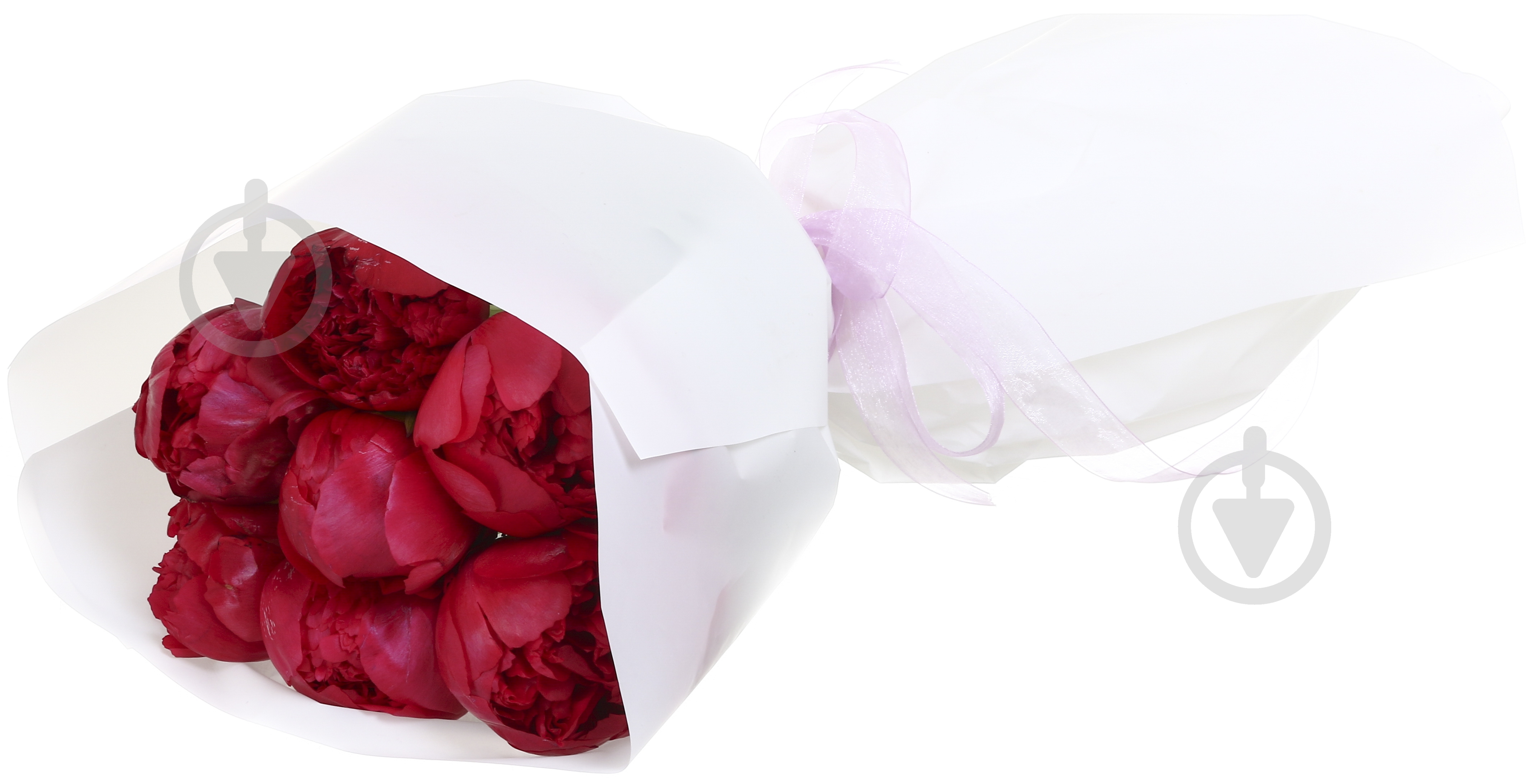 Пион Performance красный (Нидерланды) - фото 2