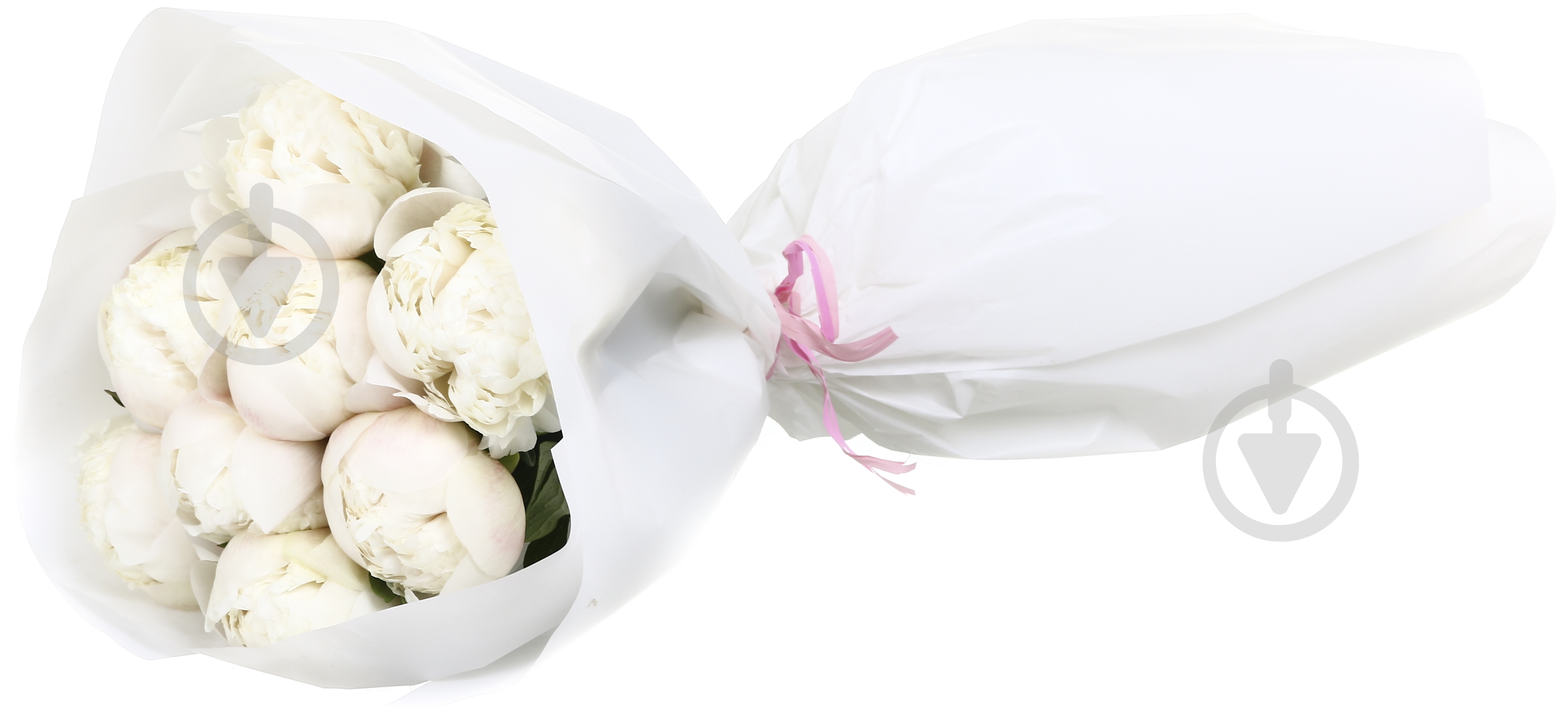 Півонія рожевий (Нідерланди) - фото 6