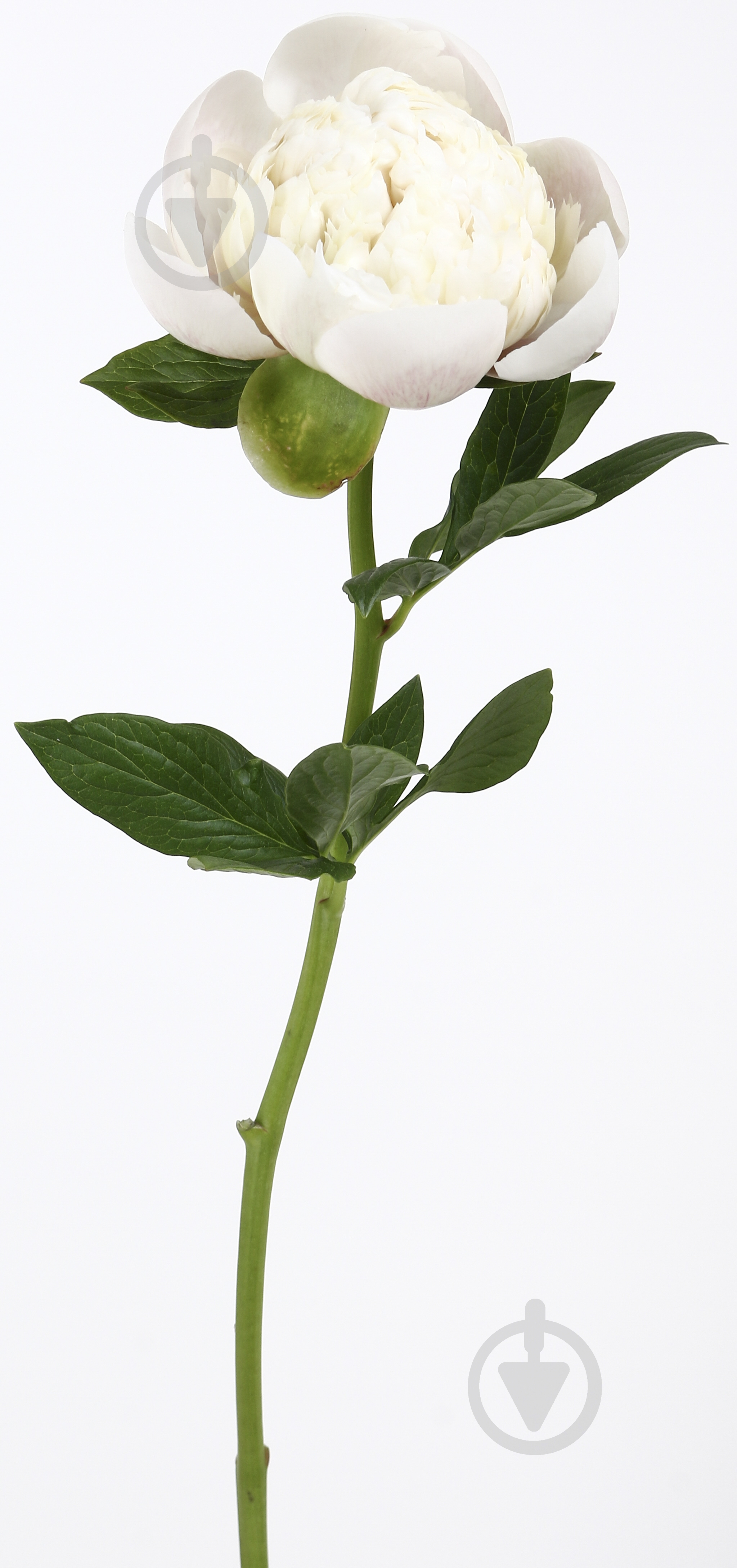 Півонія рожевий (Нідерланди) - фото 7