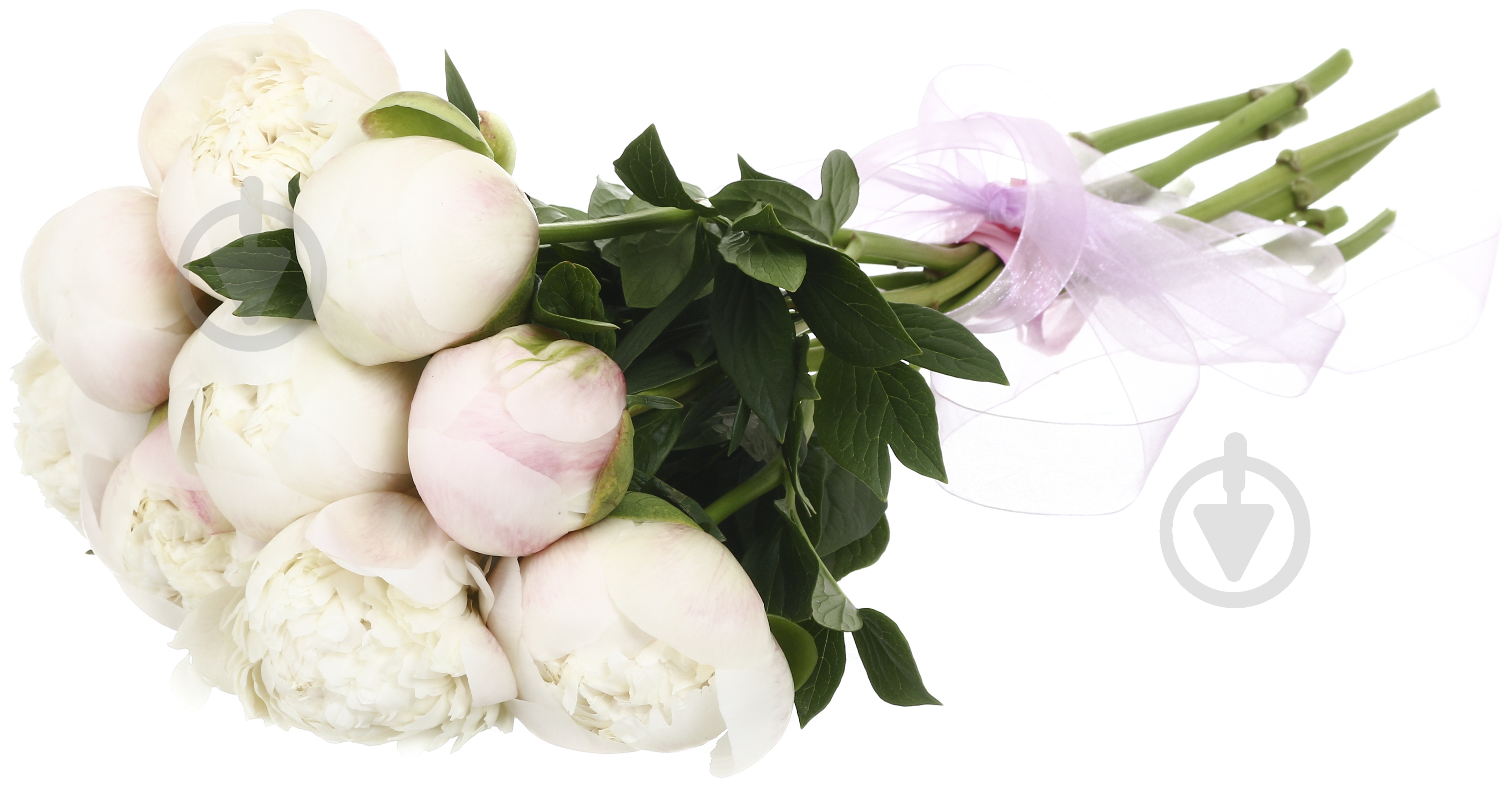 Півонія рожевий (Нідерланди) - фото 4