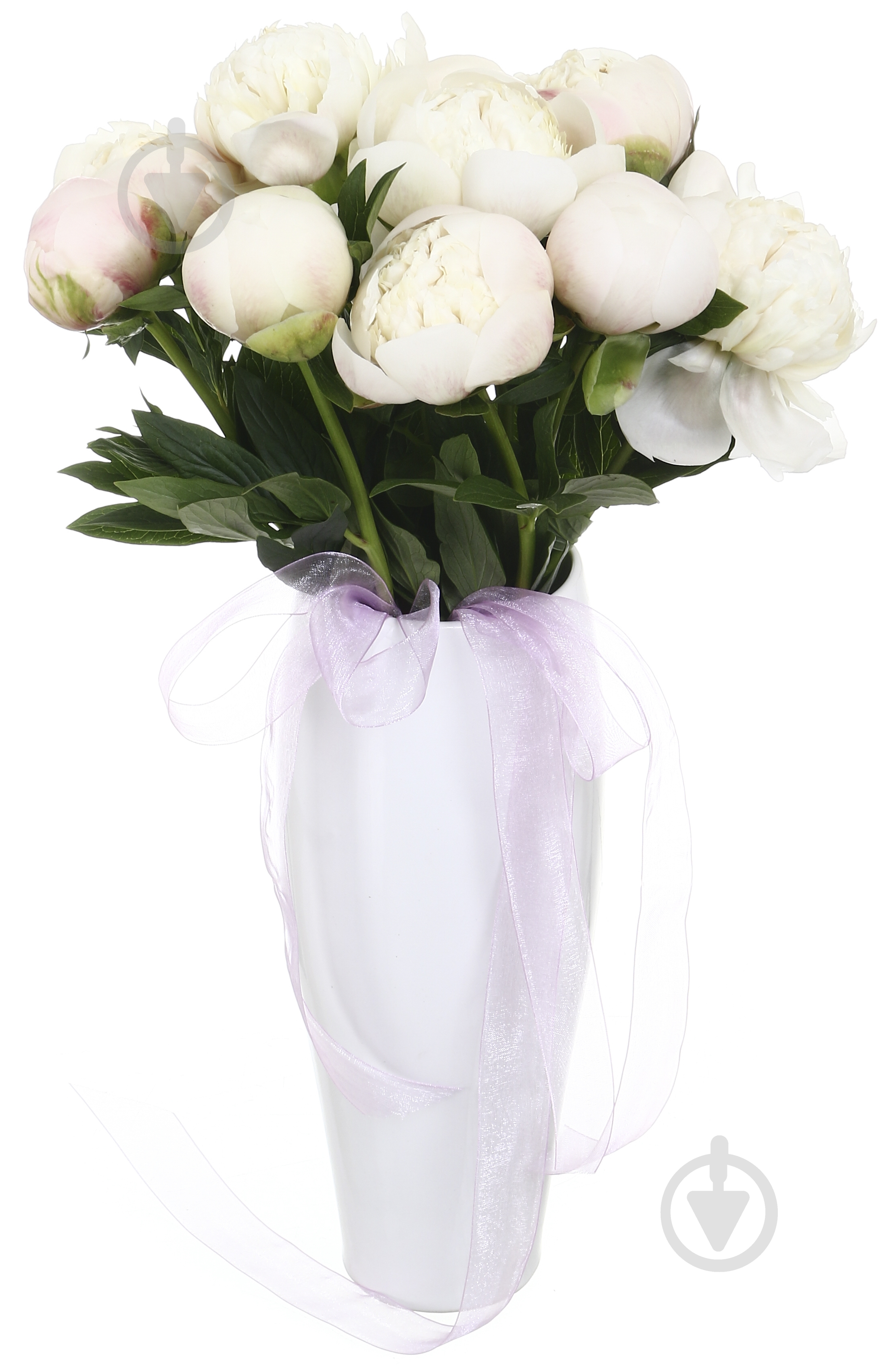 Півонія рожевий (Нідерланди) - фото 3