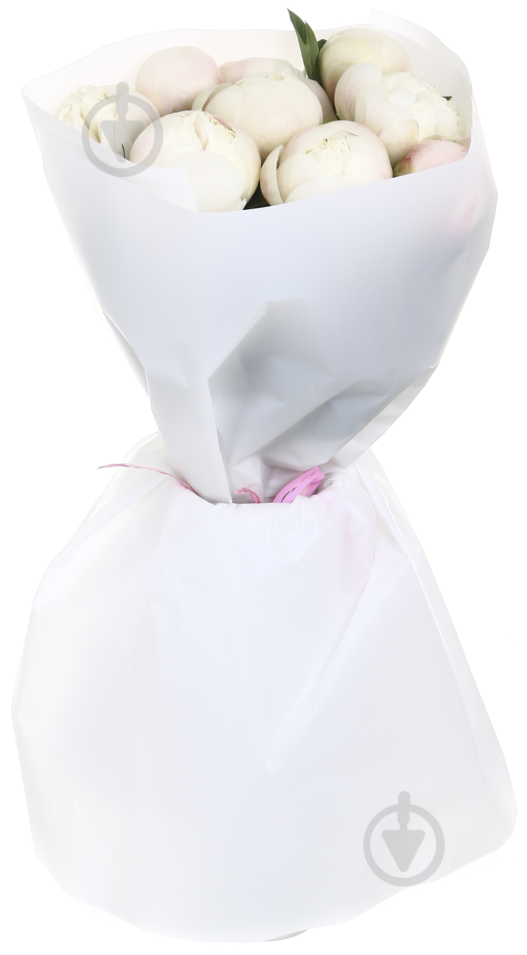 Півонія рожевий (Нідерланди) - фото 1