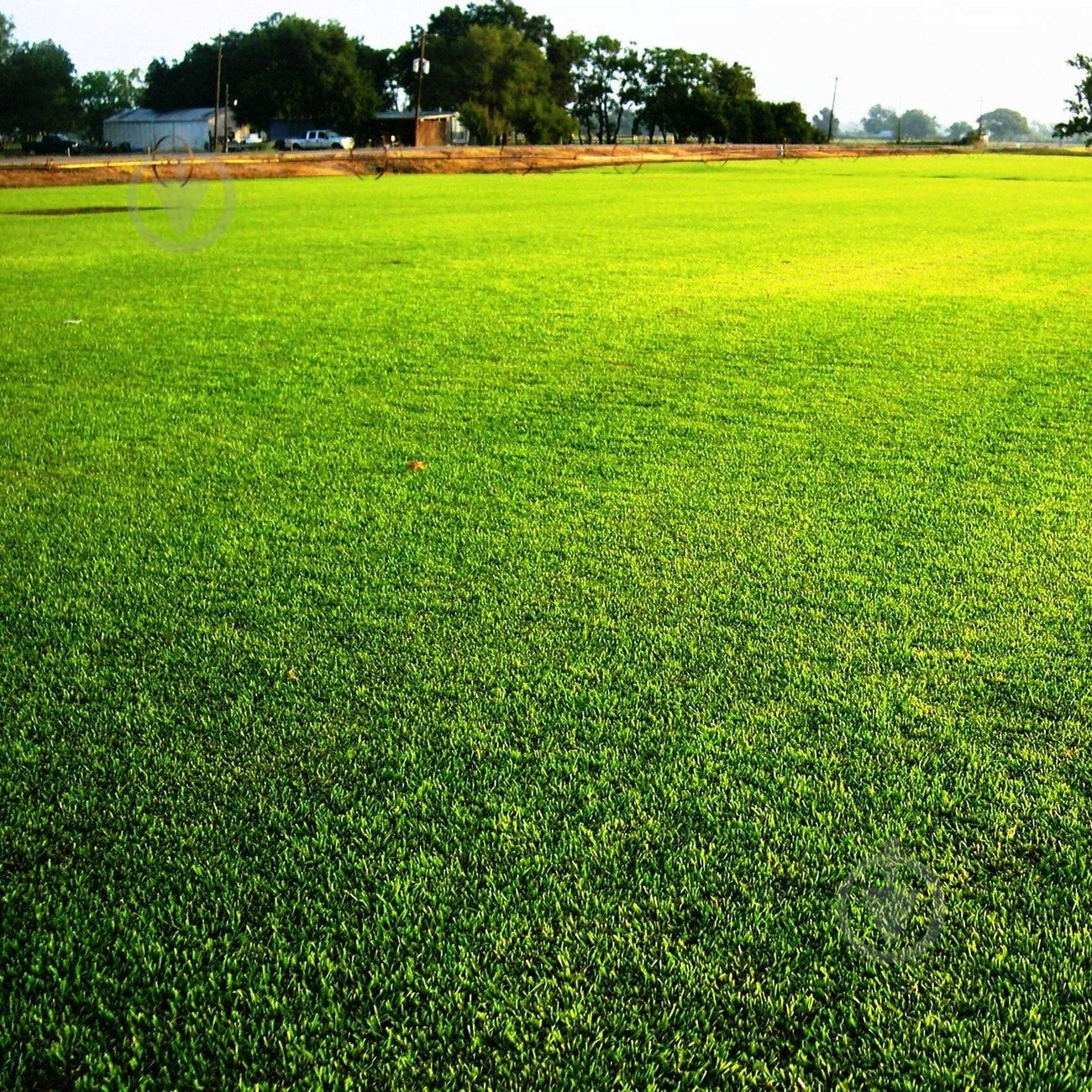 Семена Green Home газонная трава засухоустойчивая 1 кг - фото 3