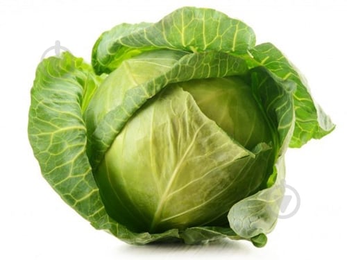 Капуста молода - фото 3