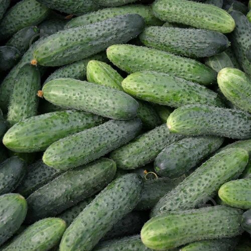 Огірки кураж - фото 3