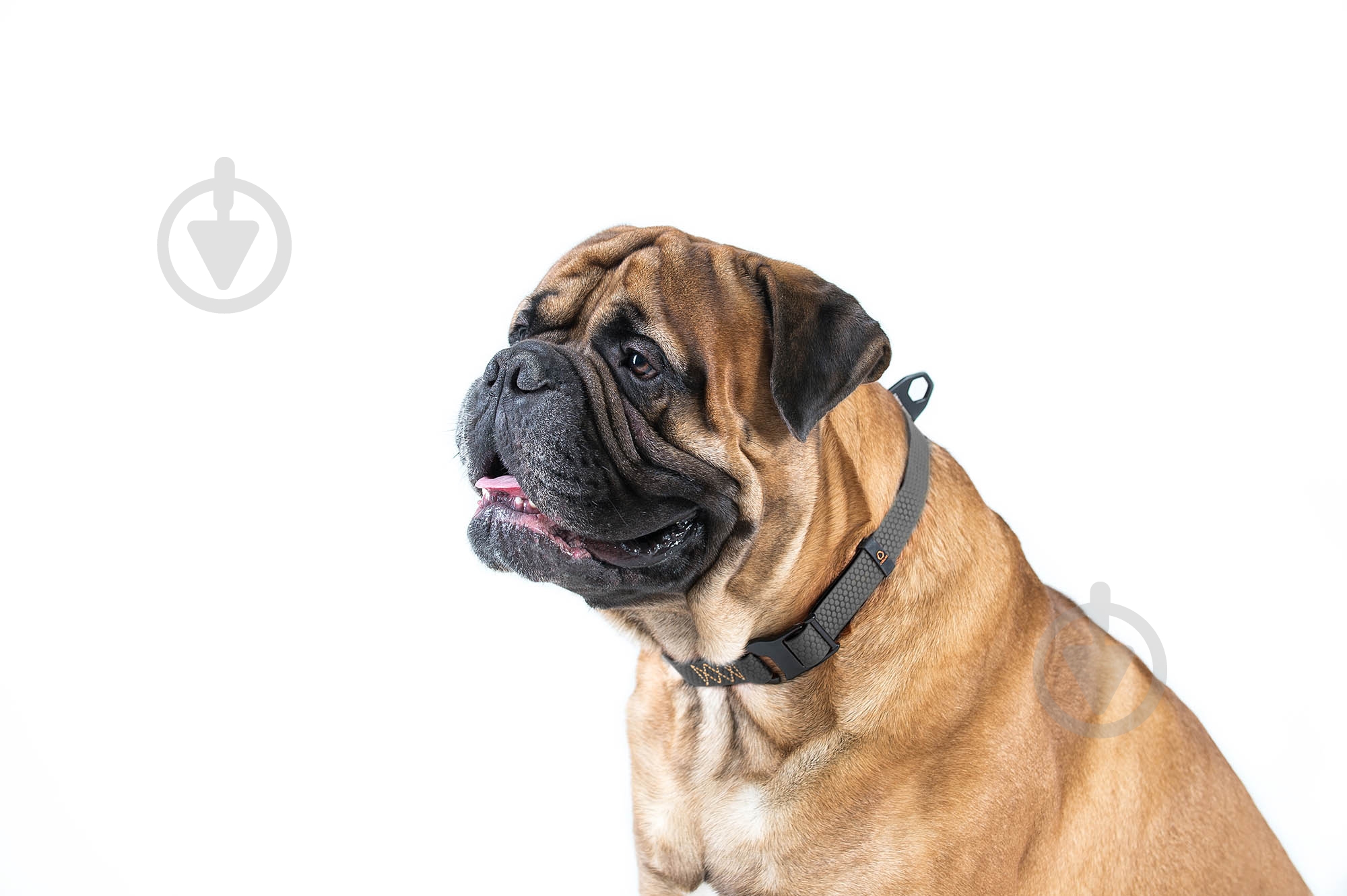 Ошейник Evolutor 2,5х25-70 см черный - фото 5