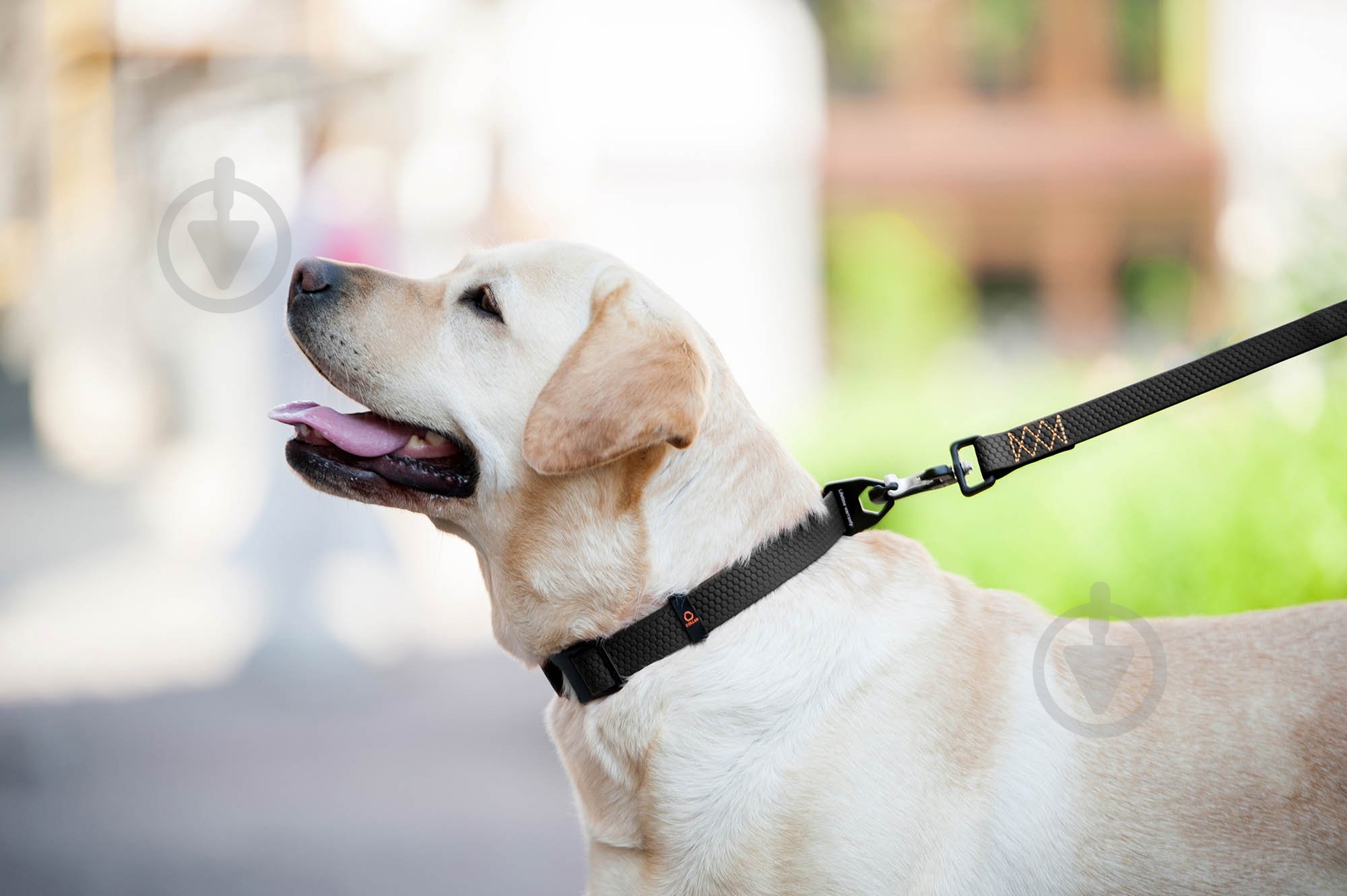 Ошейник Evolutor 2,5х25-70 см черный - фото 4