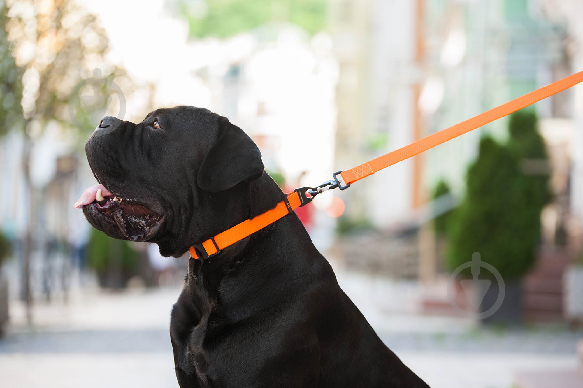 Ошейник Evolutor 2,5х25-70 см оранжевый - фото 6