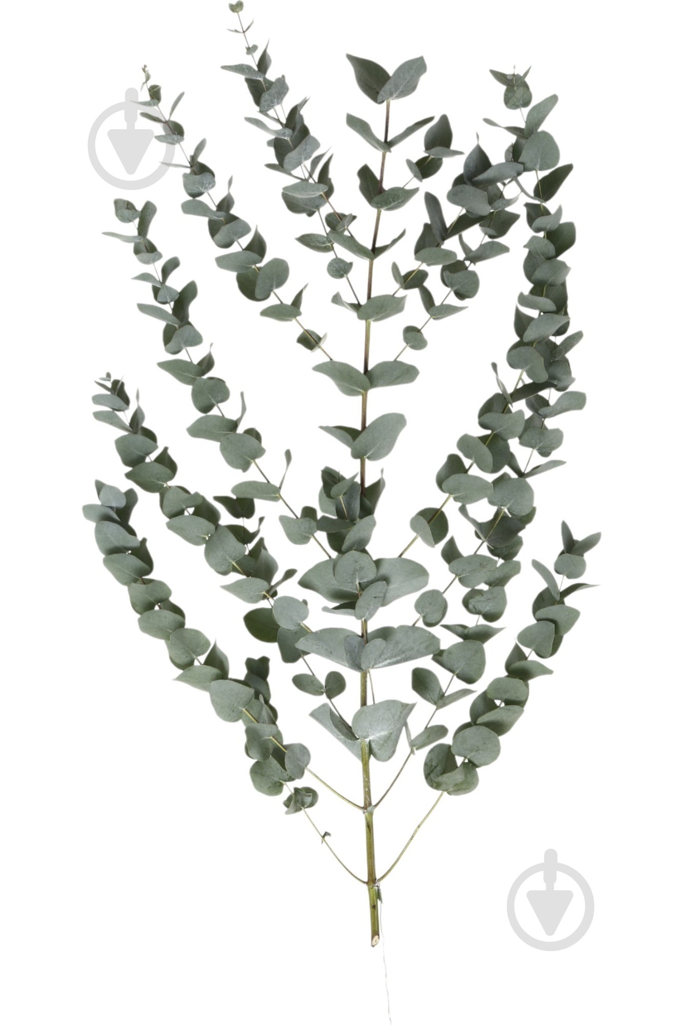 Евкаліпт Cinerea пучок сірий (Нідерланди) - фото 1 Евкаліпт Cinerea пучок сірий (Нідерланди) - фото 1