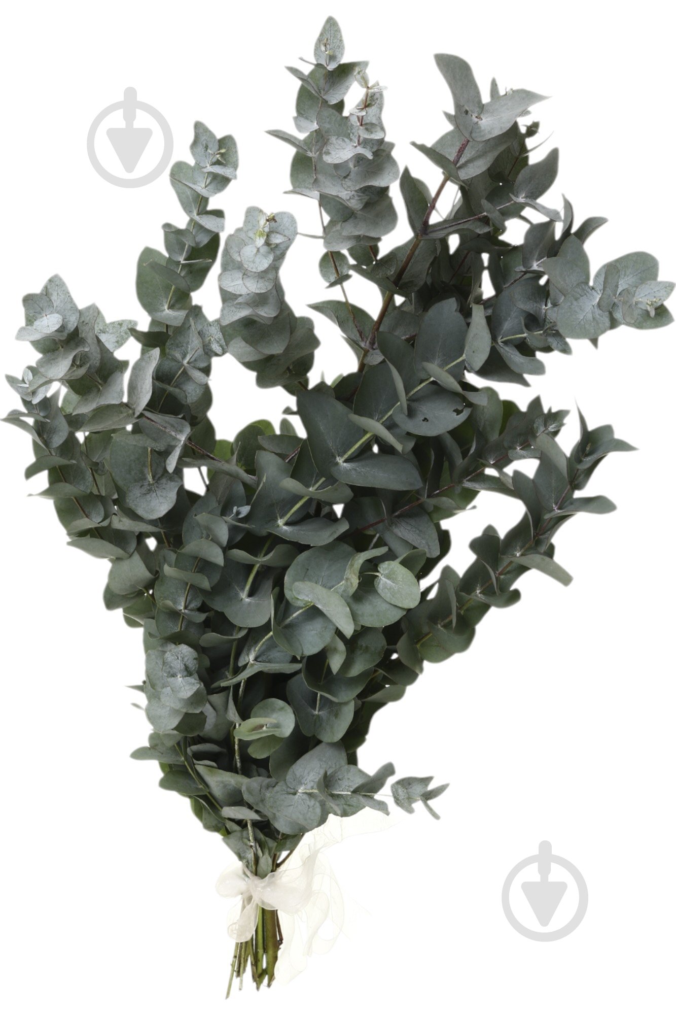 Евкаліпт Cinerea пучок сірий (Нідерланди) - фото 2 Евкаліпт Cinerea пучок сірий (Нідерланди) - фото 2