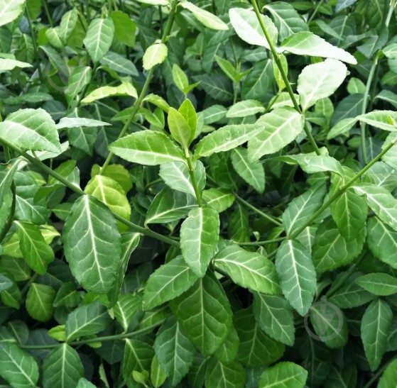 Растение Сад Вашей Мечты - фото 1