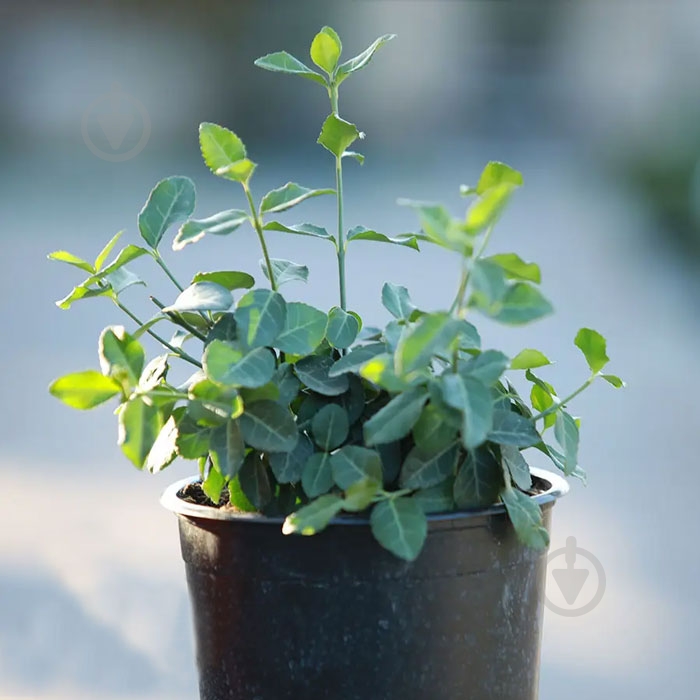 Растение Сад Вашей Мечты - фото 2