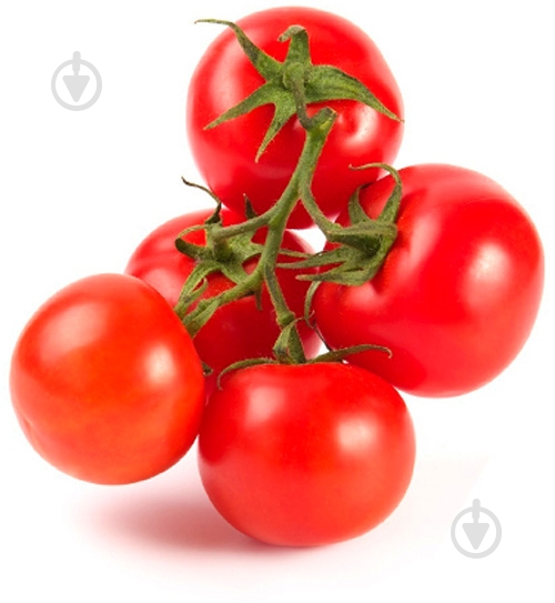 Помидоры на ветке красные Украина - фото 1