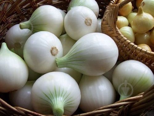 Лук белая весовая - фото 3