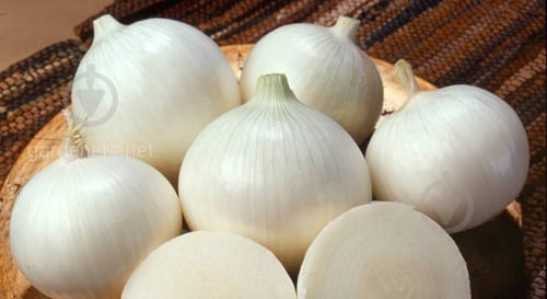 Лук белая весовая - фото 4