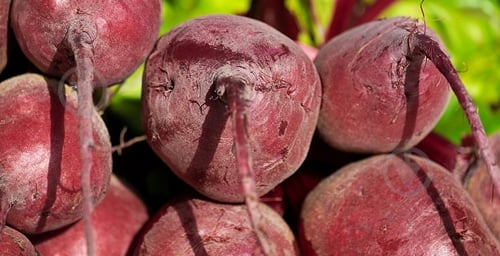 Свекла украина - фото 7