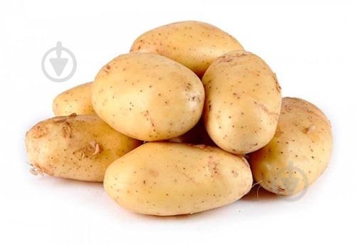 Картофель Украина - фото 3