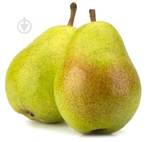 Груша лукас - фото 2