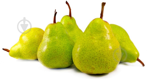 Груша лукас - фото 3