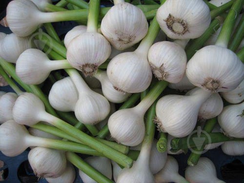 Часник молодий - фото 5