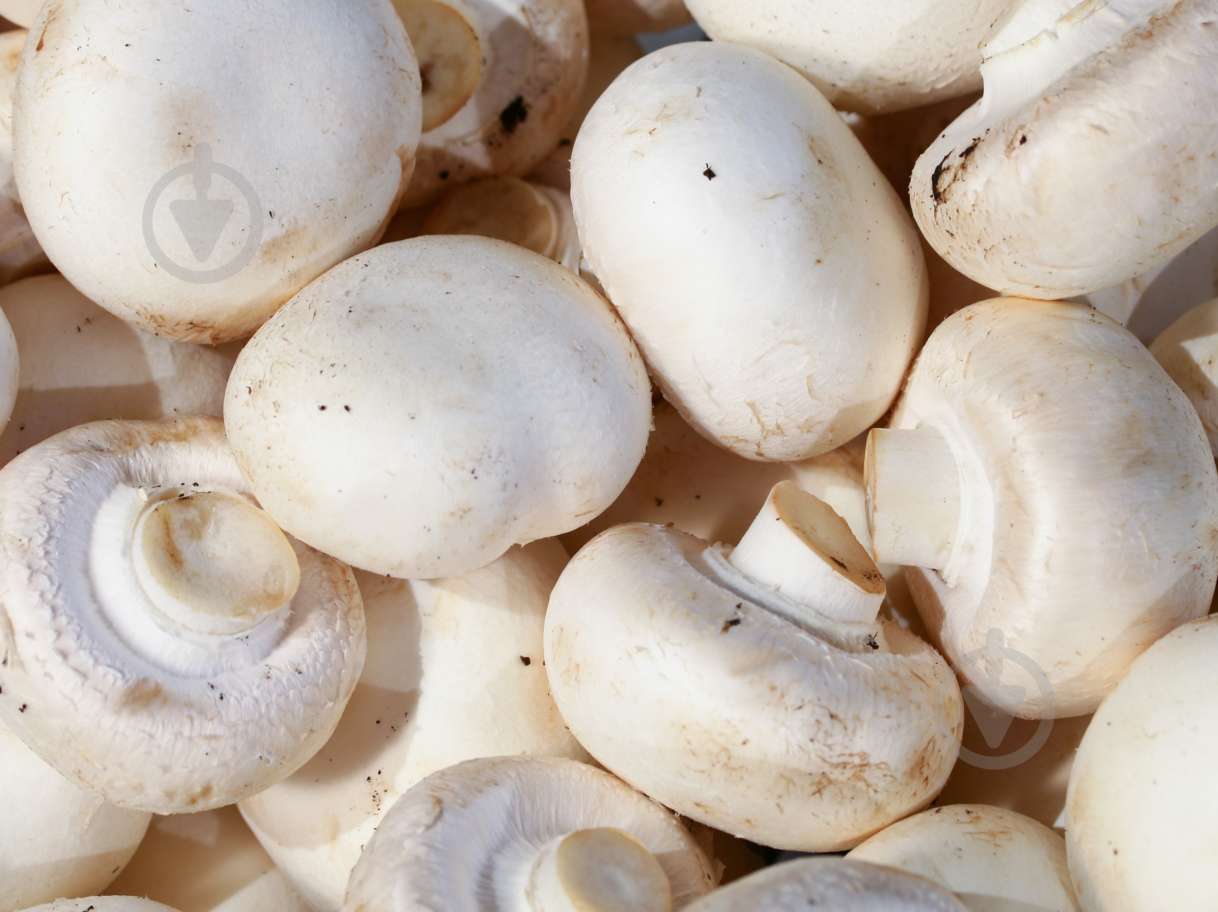 Грибы шампиньоны Украины - фото 3