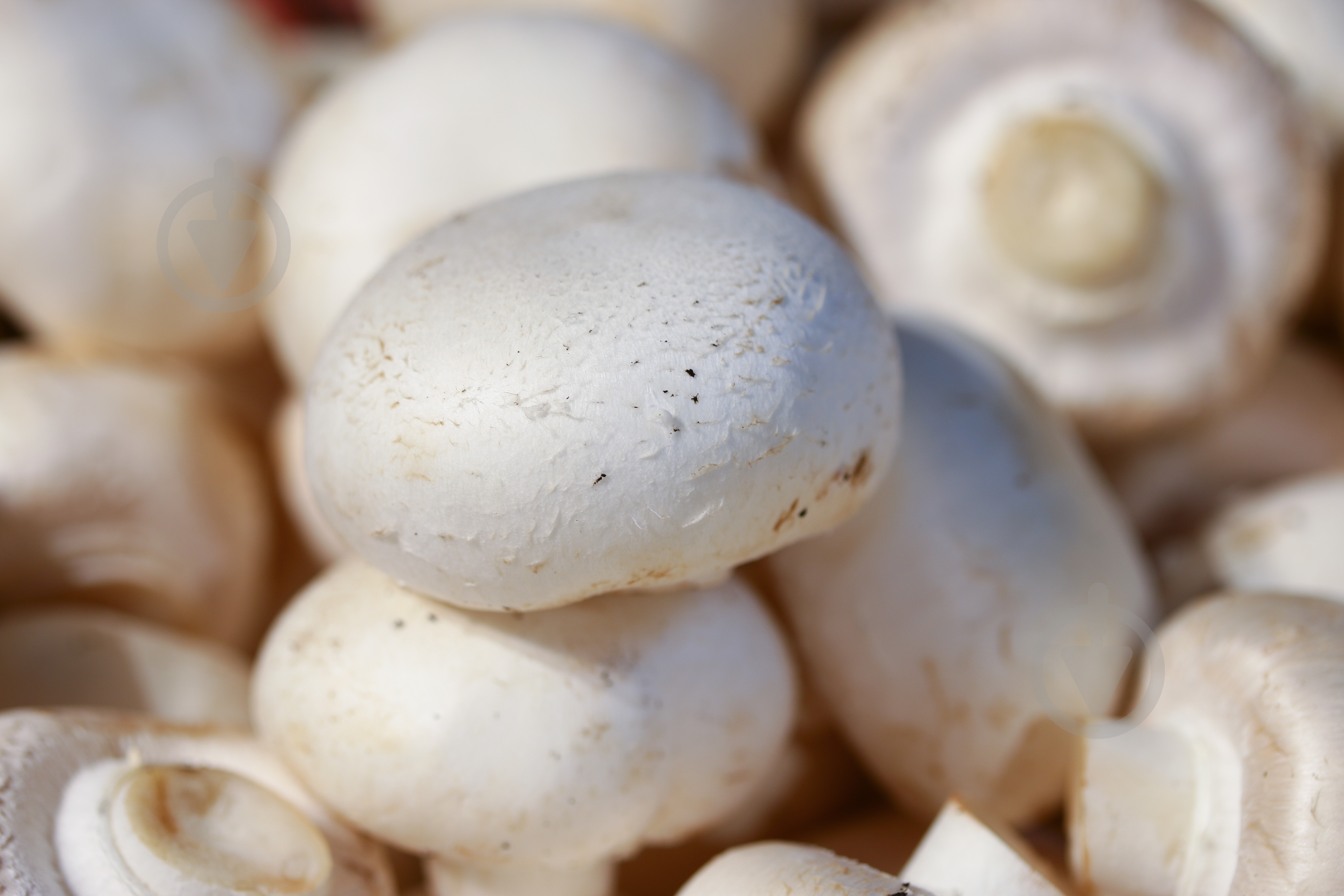 Грибы шампиньоны Украины - фото 2