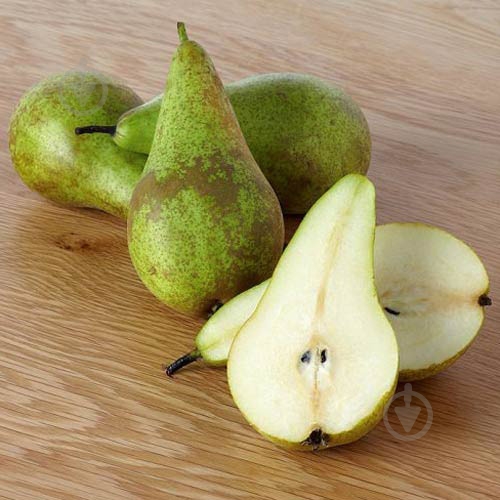 Груша конференция - фото 5