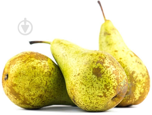 Груша конференция - фото 4