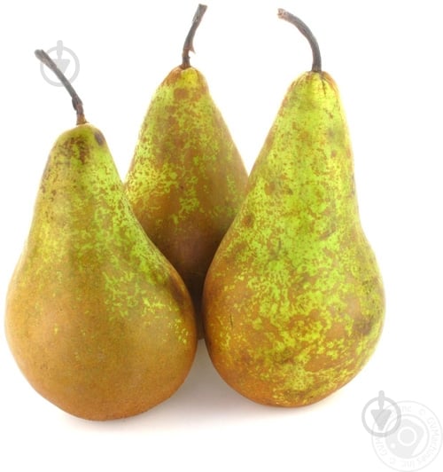 Груша конференция - фото 2