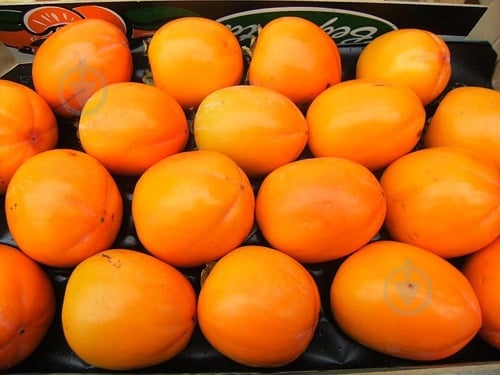 Хурма Персимона - фото 2